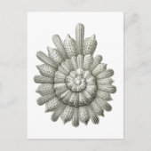 Calcarina clavigera Ernst Haeckel Fine Art Briefkaart (Voorkant)