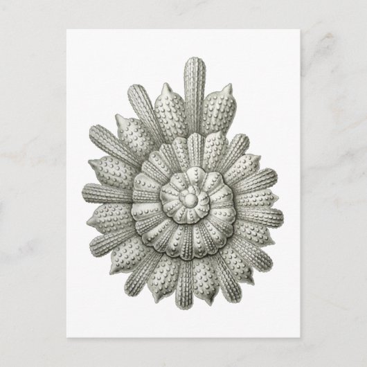 Calcarina clavigera Ernst Haeckel Fine Art Briefkaart (Voorkant)