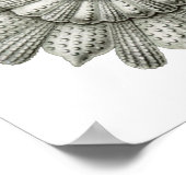 Calcarina clavigera Ernst Haeckel Fine Art Poster (Hoek)