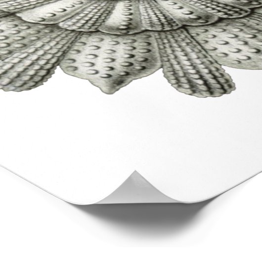 Calcarina clavigera Ernst Haeckel Fine Art Poster (Hoek)