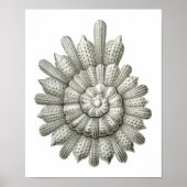 Calcarina clavigera Ernst Haeckel Fine Art Poster (Voorkant)