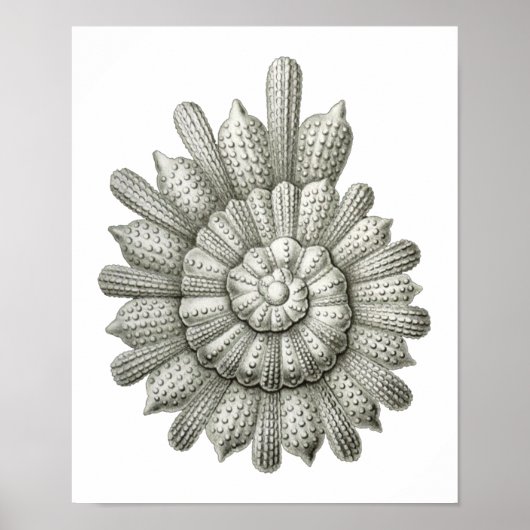 Calcarina clavigera Ernst Haeckel Fine Art Poster (Voorkant)