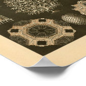 Calcispongiae Kleur Ernst Haeckel Druk Poster (Hoek)