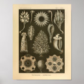 Calcispongiae Kleur Ernst Haeckel Druk Poster (Voorkant)