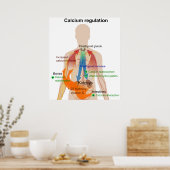 Calciumregeling in de grafiek van het menselijk li poster (Keuken)