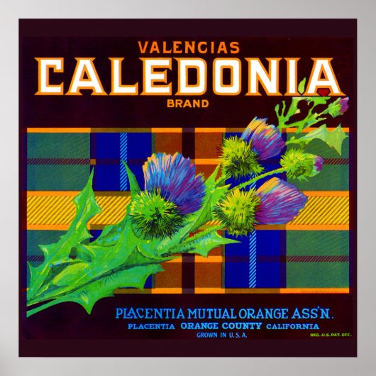 Caledonia oranje crate label uit de jaren dertig poster (Voorkant)