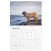 Calendar - Leonberger Ladies Kalender (Mar 2027)