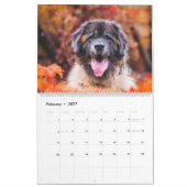 Calendar - Leonberger Ladies Kalender (Feb 2027)