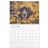 Calendar - Leonberger Ladies Kalender (Jan 2026)