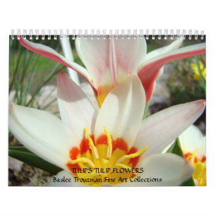 CALENDAR TULIPS Calendars Tulip Flowers Kalender