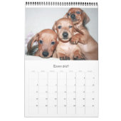 Calendario 2017 Puppy Dachshunds Kalender (Jan 2027)