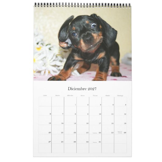Calendario 2017 Puppy Dachshunds Kalender (Dec 2027)