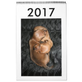 Calendario 2017 Puppy Dachshunds Kalender (Hoes)