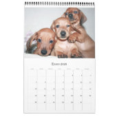 Calendario 2017 Puppy Dachshunds Kalender (Jan 2026)