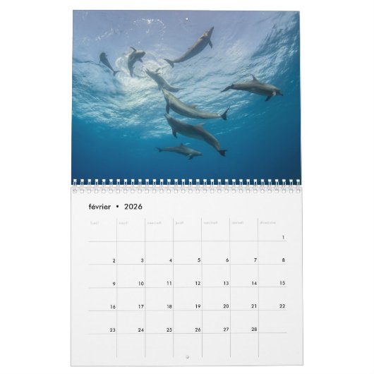 Calendrier des Dauphins カレンダー Kalender (Feb 2026)
