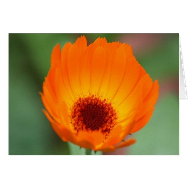 Calendula (Voorkant Horizontaal)