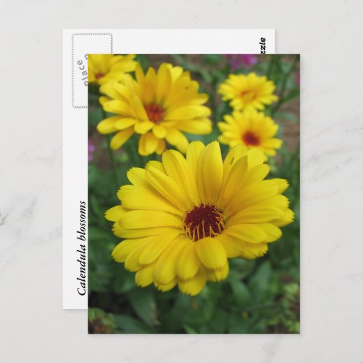 Calendula Blossom Briefkaart (Voorkant / Achterkant)