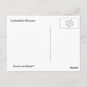 Calendula Blossom Briefkaart (Achterkant)