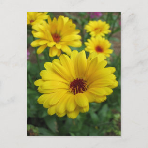Calendula Blossom Briefkaart