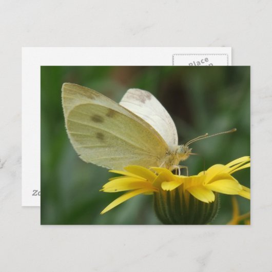 Calendula feest. briefkaart (Voorkant / Achterkant)