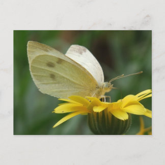 Calendula feest. briefkaart