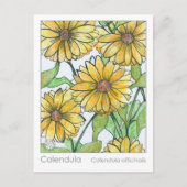 Calendula Materia Medica Herbal Studie Kaart (Voorkant)