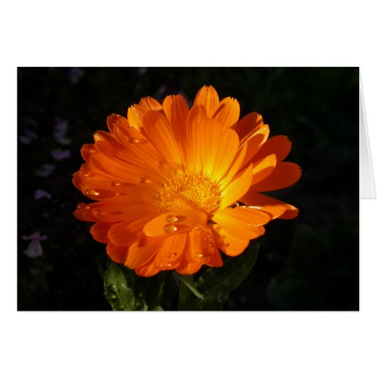 Calendula officinalis (Voorkant Horizontaal)