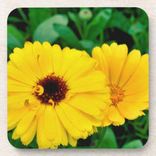 Calendula officinalis bier onderzetter