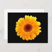 Calendula officinalis briefkaart (Voorkant / Achterkant)