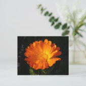Calendula officinalis briefkaart (Staand voorkant)