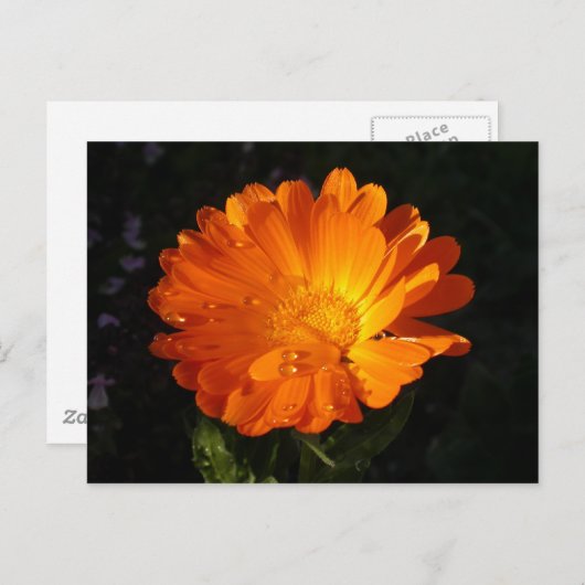 Calendula officinalis briefkaart (Voorkant / Achterkant)