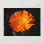 Calendula officinalis briefkaart (Voorkant)