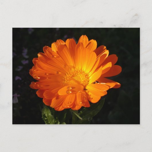 Calendula officinalis briefkaart (Voorkant)