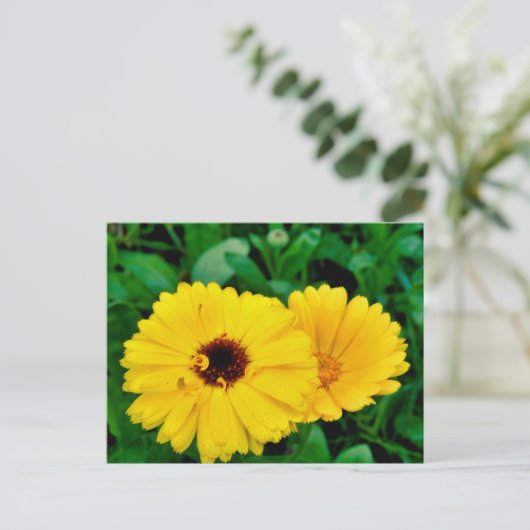 Calendula officinalis briefkaart (Staand voorkant)