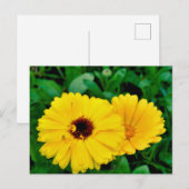 Calendula officinalis briefkaart (Voorkant / Achterkant)