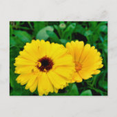 Calendula officinalis briefkaart (Voorkant)