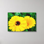 Calendula officinalis canvas afdruk (Voorkant)