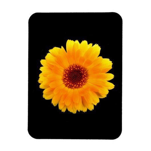 Calendula officinalis magneet (Verticaal)