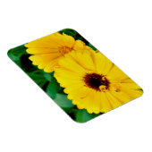Calendula officinalis magneet (Rechterzijde)