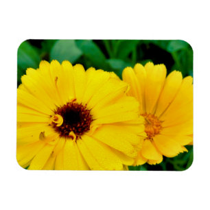 Calendula officinalis magneet
