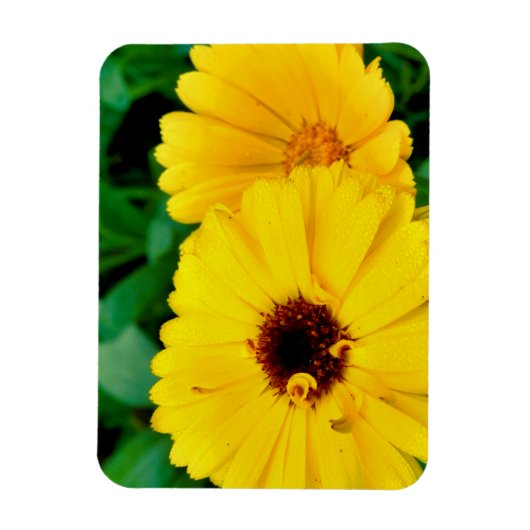 Calendula officinalis magneet (Verticaal)