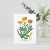 Calendula officinalis (Pot marigold) Briefkaart (Staand voorkant)