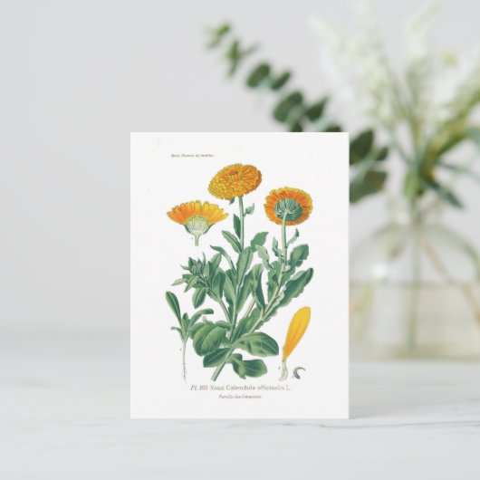 Calendula officinalis (Pot marigold) Briefkaart (Staand voorkant)