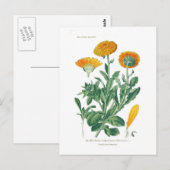 Calendula officinalis (Pot marigold) Briefkaart (Voorkant / Achterkant)