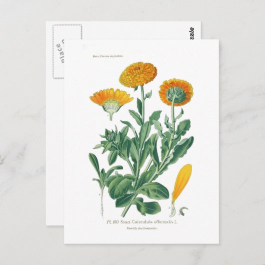 Calendula officinalis (Pot marigold) Briefkaart (Voorkant / Achterkant)