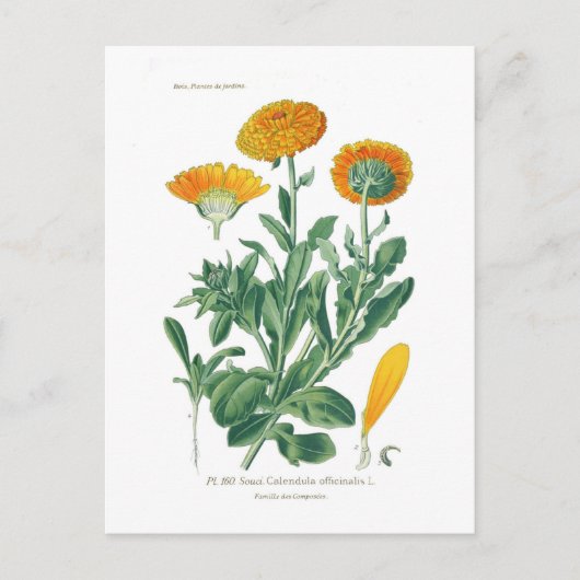 Calendula officinalis (Pot marigold) Briefkaart (Voorkant)