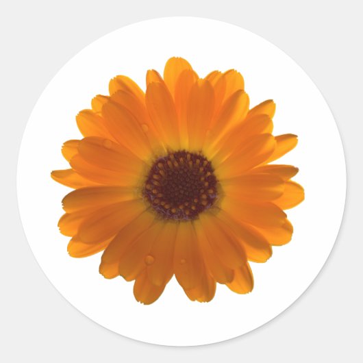Calendula Ronde Sticker (Voorkant)