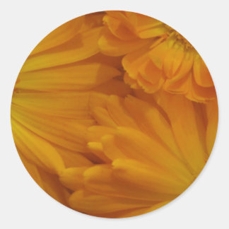 Calendula Ronde Sticker