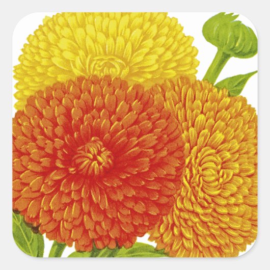 Calendula  zaadpakket vierkante sticker (Voorkant)