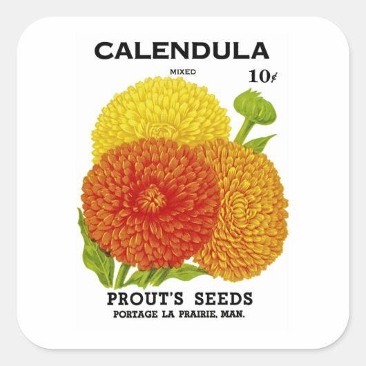 Calendula zaadpakket vierkante sticker (Voorkant)